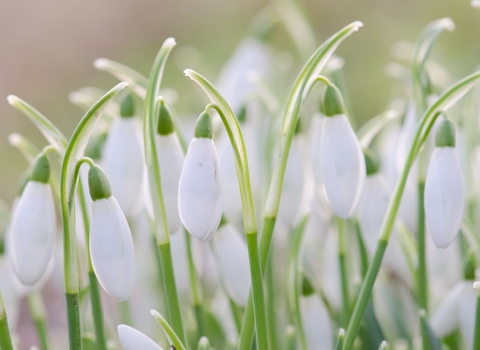 A bunch of snowdrops backlit by the sun