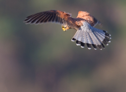 A kestrel hovering as it searches for prey