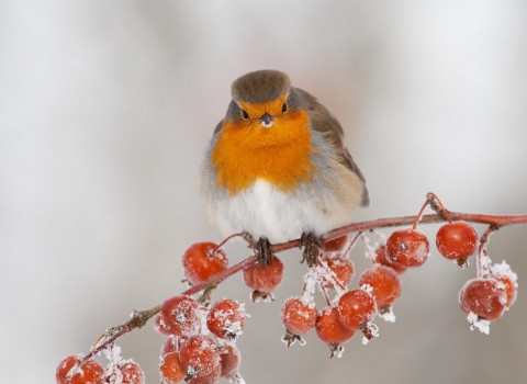 Robin perched on a tree branch covered in frost during winter
