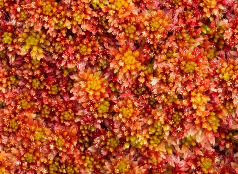 A close up of red and green sphagnum moss