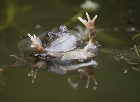 Common frogs (Rana temporaria) males fighting over female in garden pond, Warwickshire, UK