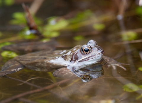 Common frog floating in a pond with pond plants