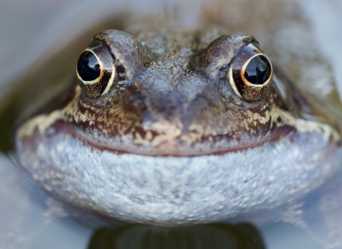 Front view of a common frog that looks like its smiling as it floats in a pond