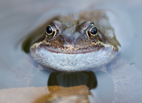 A common frog that looks like it's smiling, resting in a pond