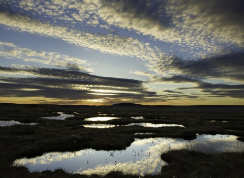 The pools and grasses of a peat bog as the sun sets