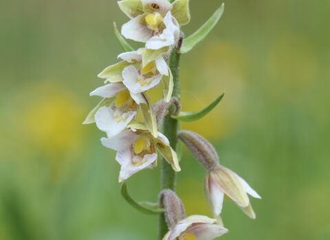 Marsh helleborine flowers blooming