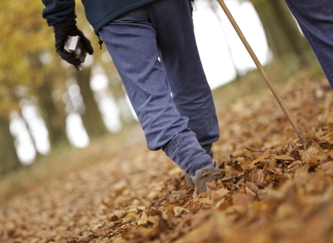 The legs of a couple walking through autumn leaves in a forest