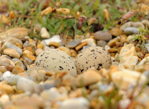 Speckled oystercatcher eggs in a nest on coastal pebbles