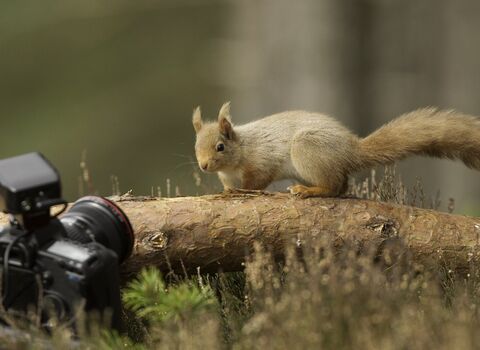 Red squirrel on a fallen trunk looking at a camera