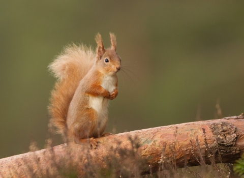 A red squirrel standing to attention on a fallen tree