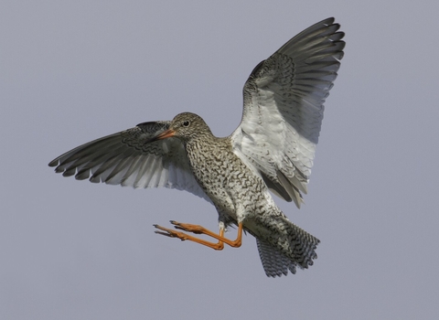 A redshank spreading its wings in flight