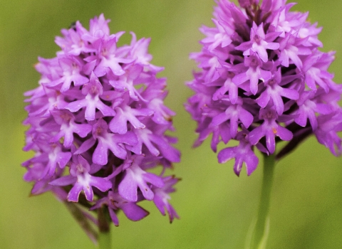 The pink flower clusters of two pyramidal orchids against a green background