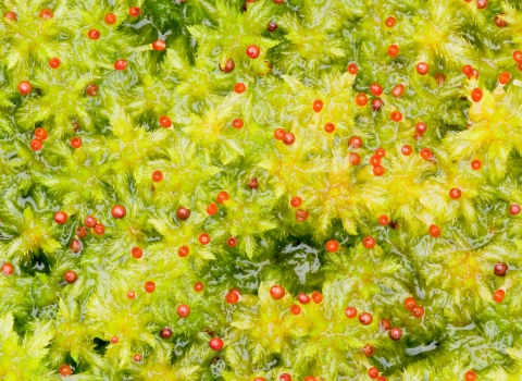 Close-up of a boggy green sphagnum pool