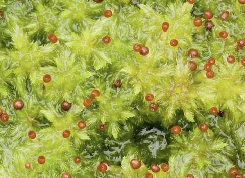 Close-up of waterlogged green sphagnum moss