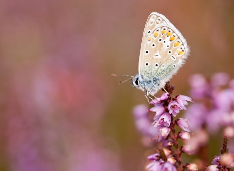 A common blue butterfly perched on heather