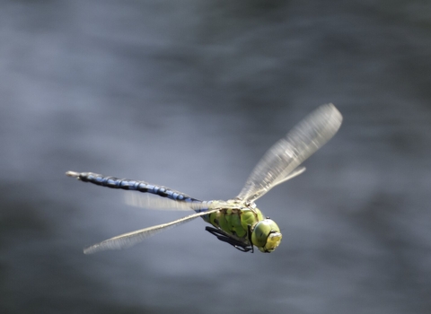 Emperor dragonfly in flight