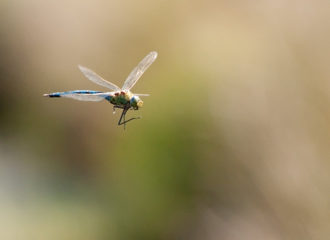 An emperor dragonfly in flight on a bright sunny day