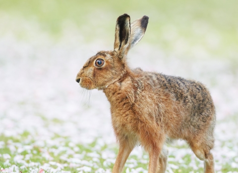 A brown hare standing amongst white flowers in a field