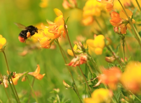 Red-tailed bumblebee hovering in front of bird's foot trefoil