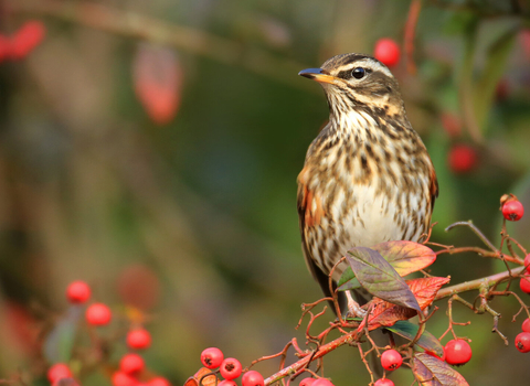 A redwing sitting on the branch of a tree covered in red berries