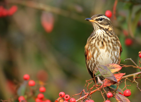 A redwing sitting on the branch of a tree covered in red berries