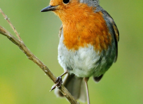 A robin perched on a thin twig