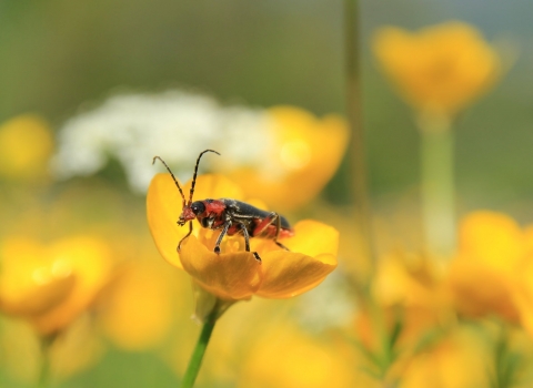 A species of soldier beetle standing on a bright yellow buttercup