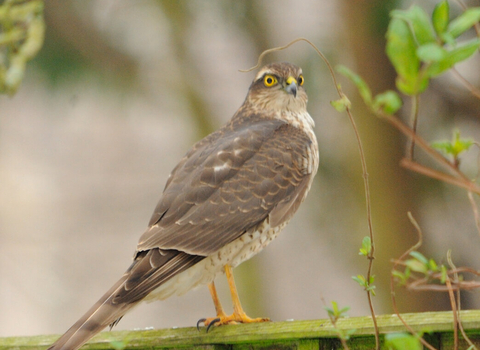 A female sparrowhawk sitting on a garden fence
