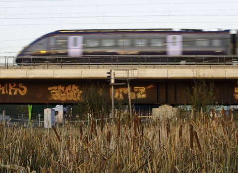 Reed bed with reedmace (Typha sp) and high-speed train