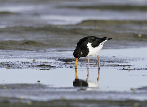 An oystercatcher standing in a watery pool on a sandy beach, with its bill in the sand, feeding