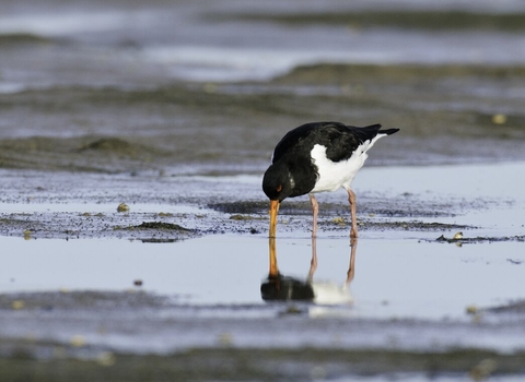 An oystercatcher standing in a watery pool on a sandy beach, with its bill in the sand, feeding