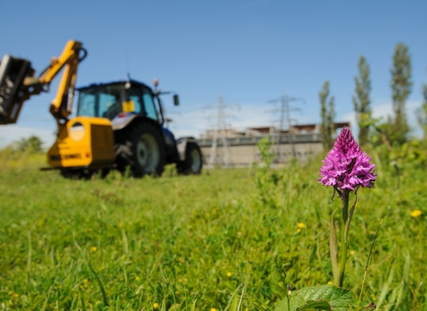 A pyramidal orchid in a field with a digger in the background