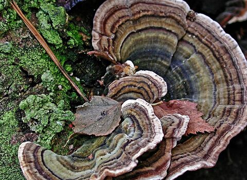 Layers of turkey tail fungus growing out of a dead tree
