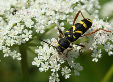 A wasp beetle feeding from pollen on cow parsley