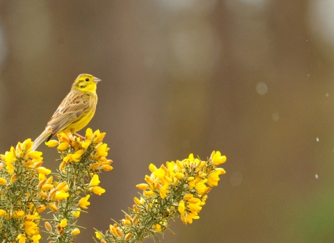 A yellowhammer perched on gorse in the rain