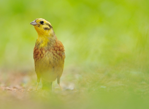 A yellowhammer standing on the ground in front of lush grass