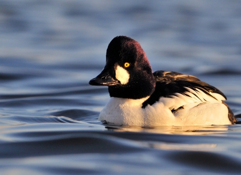 A goldeneye duck on a lake at golden hour