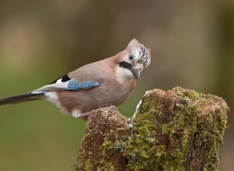 A jay standing on a tree stump where it has cached some acorns