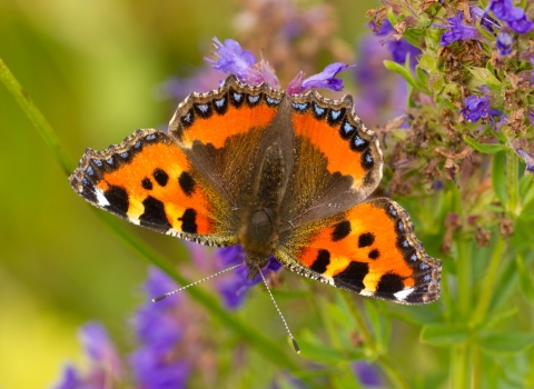 Small tortoiseshell butterfly nectaring on purple flowers