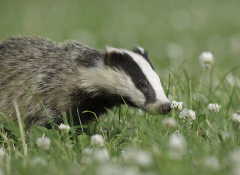A badger sniffing a white clover flower as it walks across clover covered grass