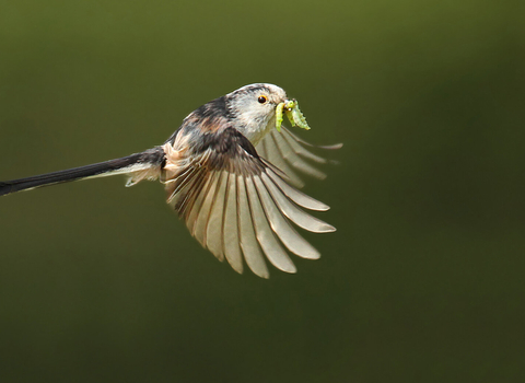 A long-tailed tit in flight with a green caterpillar held in its beak