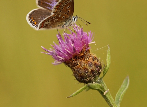 A female common blue butterfly feeding on knapweed