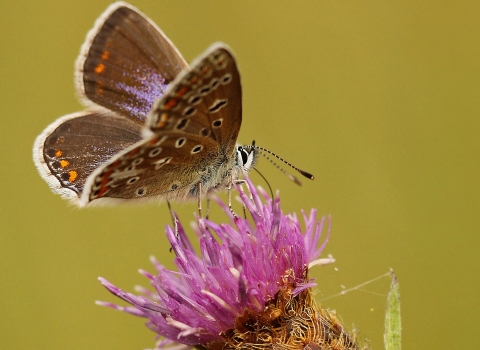 A common blue butterfly feeding on wild knapweed