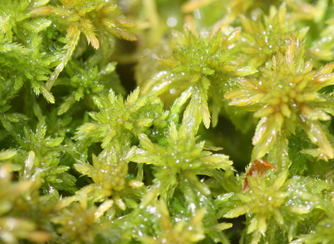 Close up of green sphagnum moss