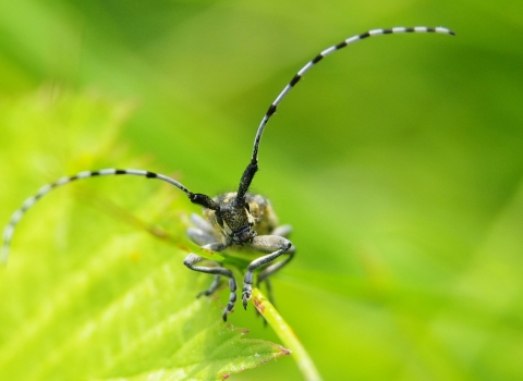 Close-up of a golden-bloomed grey longhorn beetle standing on a leaf