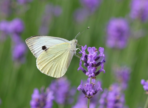A large white butterfly feeding on lavender flowers