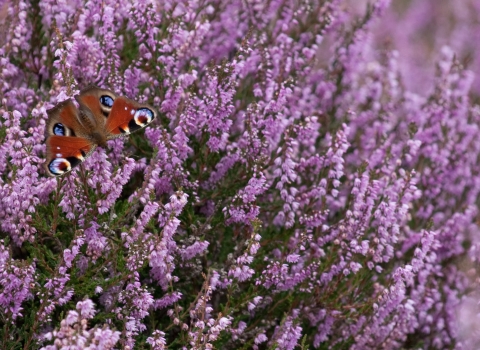 A peacock butterfly resting on heather flowers
